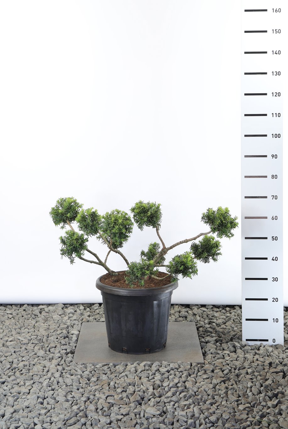 Taxus b. 'Summergold' - 60-80 CM PonPon Cont.